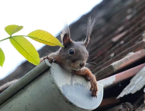 gutter cleaning, gutter clearing, clean gutters, roof cleaning, moss removal