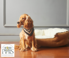 Tips for Cleaning Houses with Pets: Pet Hair, Odour & Allergen Solutions