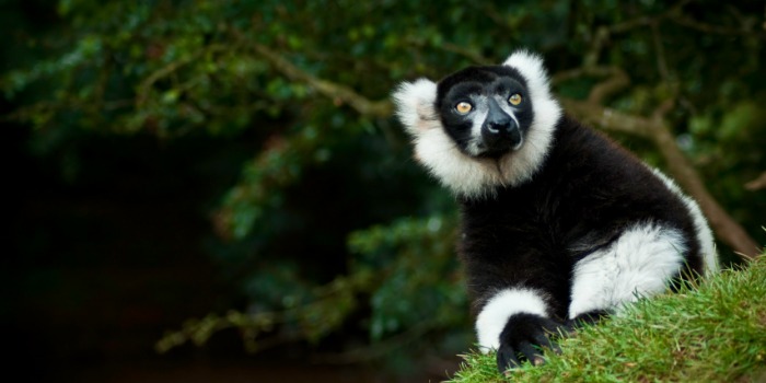 Madagascar Perfect Household Staff